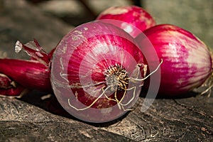 Beautiful, plump Tropea onions, freshly picked from the vegetable garden. organic vegetables