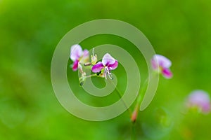 Beautiful poaceae grass flower.