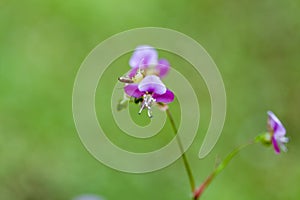 Beautiful poaceae grass flower.