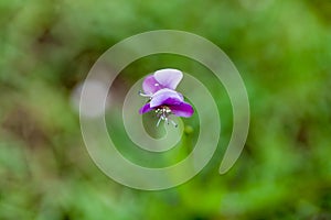 Beautiful poaceae grass flower.