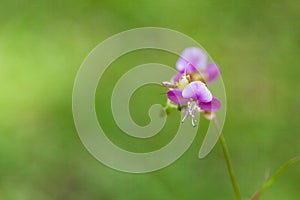 Beautiful poaceae grass flower.