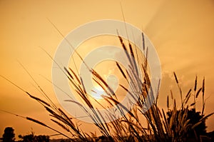 Beautiful poaceae ,grasses in the meadow during the sunset