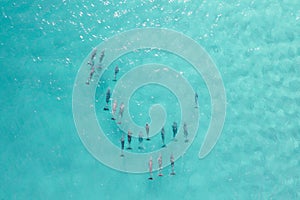 Beautiful pod of dolphins cruising in crystal clear blue water. View from above of dolphins in ocean