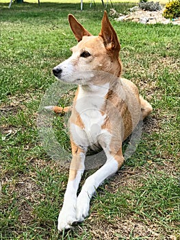 Beautiful podengo, portuguese dog on the grass photo