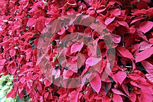 the Beautiful poinsettia on blurred background. Traditional Christmas flower