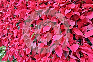 the Beautiful poinsettia on blurred background. Traditional Christmas flower