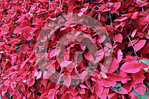 the Beautiful poinsettia on blurred background. Traditional Christmas flower