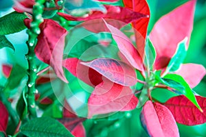 Beautiful poinsettia in flowerpot, gifts and Christmas balls on wooden table on bright background