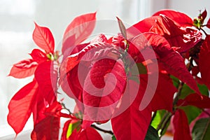 Beautiful poinsettia in flowerpot. Red christmas flower on the windowsill. Christmas star.