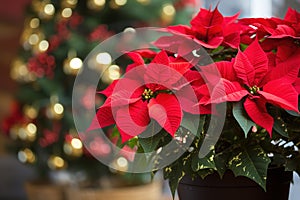 Beautiful poinsettia near Christmas tree on blurred background. Traditional Christmas flower