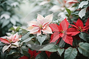 Beautiful Poinsettia plants background in nature