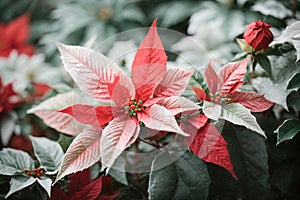Beautiful Poinsettia plants background in nature