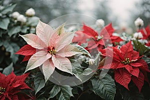 Beautiful Poinsettia plants background in nature