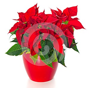 Beautiful poinsettia. red christmas flower