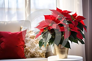 Beautiful poinsettia in a room on a blurred background. Traditional Christmas flower
