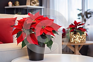 Beautiful poinsettia in a room on a blurred background. Traditional Christmas flower