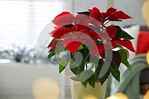 Beautiful poinsettia traditional Christmas flower in pot on blurred background, closeup