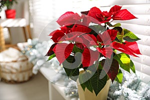 Beautiful poinsettia traditional Christmas flower in pot on blurred background, closeup