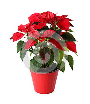 Beautiful poinsettia traditional Christmas flower in pot on white background