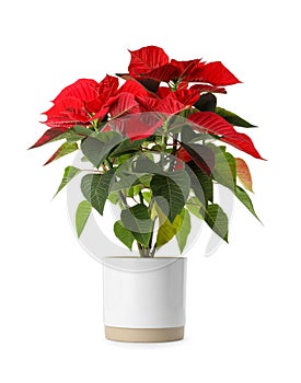 Beautiful poinsettia traditional Christmas flower in pot on white background