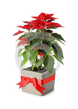 Beautiful poinsettia traditional Christmas flower in pot on white background