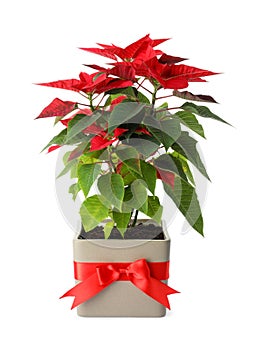 Beautiful poinsettia traditional Christmas flower in pot on white background