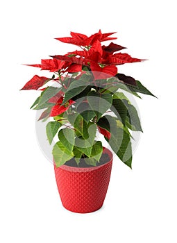 Beautiful poinsettia traditional Christmas flower in pot on white background