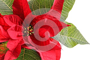 Beautiful poinsettia on white background, closeup. Traditional Christmas flower