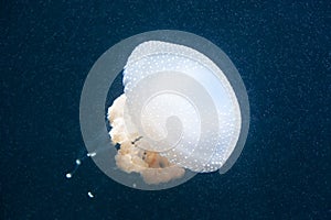 Beautiful poisonous jellyfish