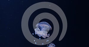 Beautiful Poisonous Jellyfish In The Blue Sea Water.