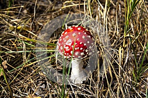 Beautiful Poisonous Mushroom in the forest at the autumn. Red agaric mushroom. Toadstool in the grass. Amanita muscaria. Toxic