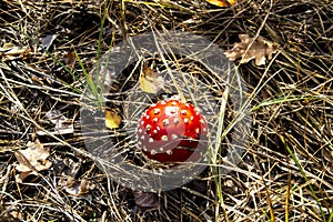 Beautiful Poisonous Mushroom in the forest at the autumn. Red agaric mushroom. Toadstool in the grass. Amanita muscaria. Toxic