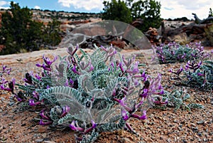 Beautiful Poisonous Purple Locoweed