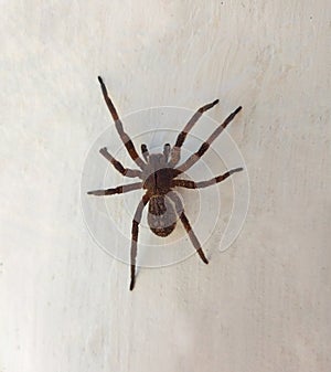 Beautiful poisonous spider from Brazil, the Armadeira Spider, with its brown color, raises its front legs when it feels threatened photo