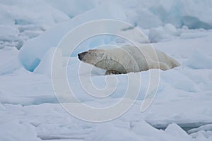 Beautiful polar bear looking for prey norway
