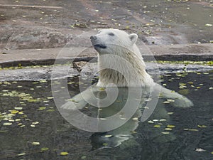 Beautiful Polar bear playing in water in autumn