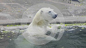 Beautiful Polar bear playing in water in autumn