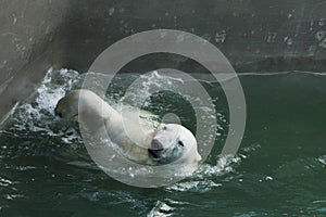 beautiful polar bear swims and bathes in the water