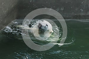 beautiful polar bear swims and bathes in the water