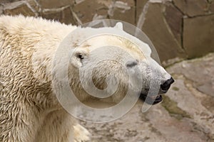 Beautiful polar bear in zoo. Wild animal