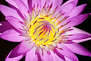 Beautiful pollen purple lotus flower blooming in the pond.