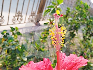 Beautiful pollination of flower image outdoor garden.