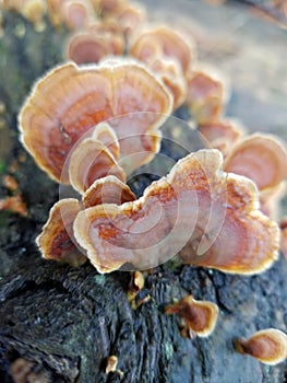 Beautiful Polypore Fungi on a Fallen Log