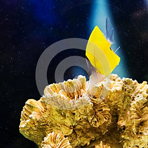 Beautiful pomacentridae saltwater