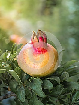 A beautiful pomegranate fruit with a crown in pink-gold colour on a branch of a tree on a background of light shades of green colo