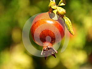 Beautiful pomegranate grows on a branch in garden
