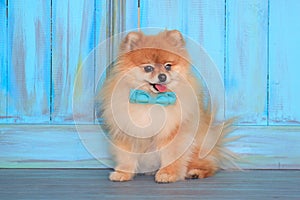 Beautiful pomeranian puppy sits near the wood wall in a blue bow tie.