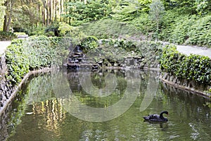 Beautiful pond with a black swan.Nature. green forest. photo