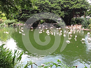 Beautiful pond with flamingos in Kowloon park, Hong Kong