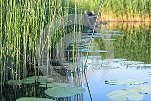 Beautiful pond and green leaves. summer background